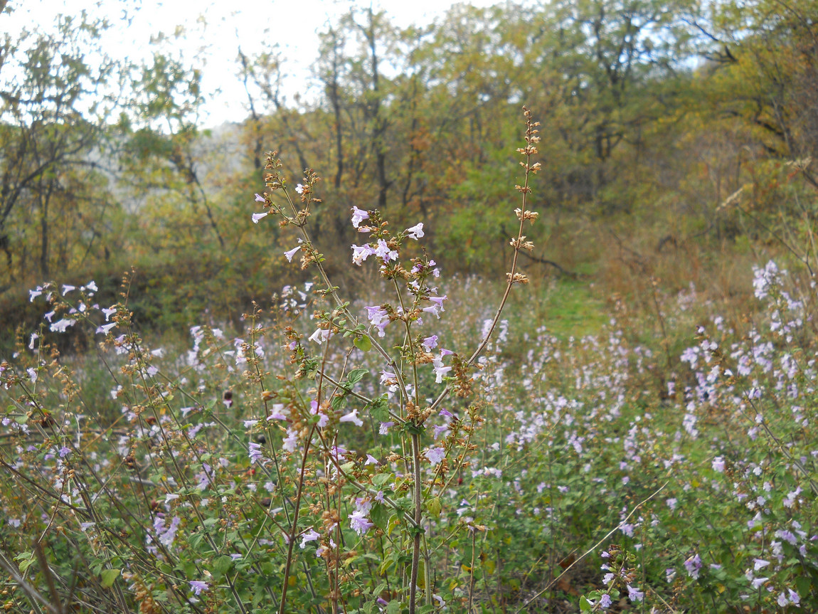 Image of Clinopodium spruneri specimen.