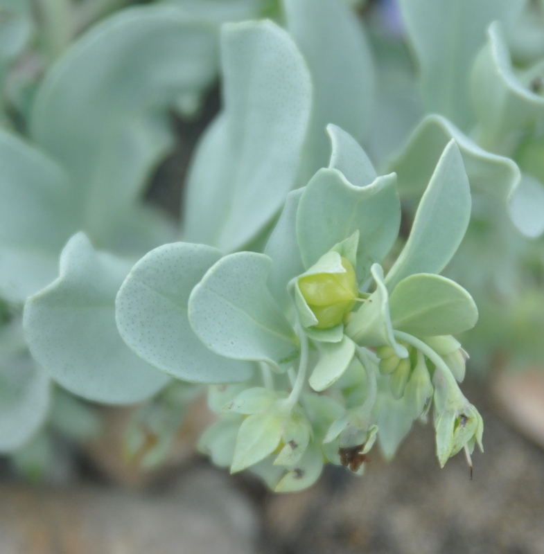 Image of Mertensia maritima specimen.