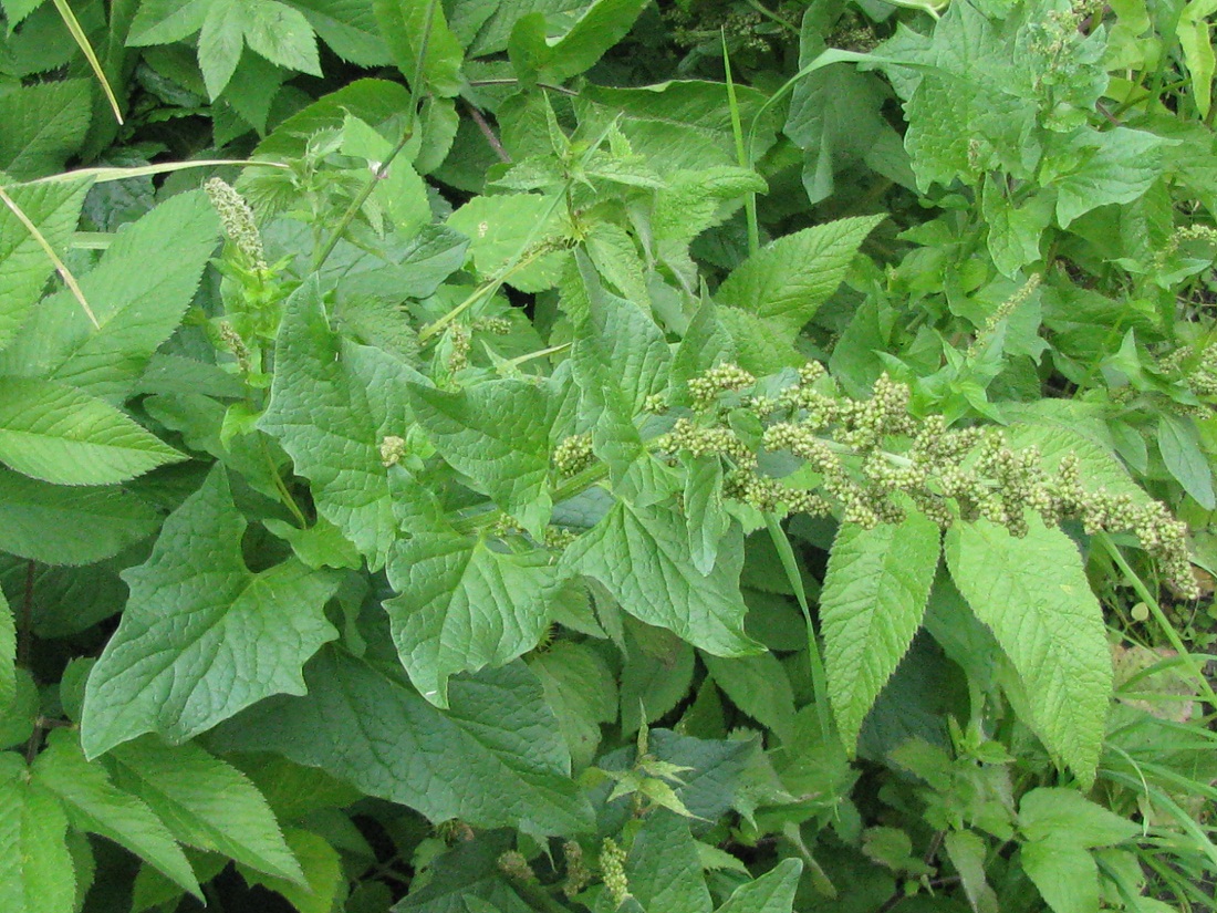 Image of Blitum bonus-henricus specimen.