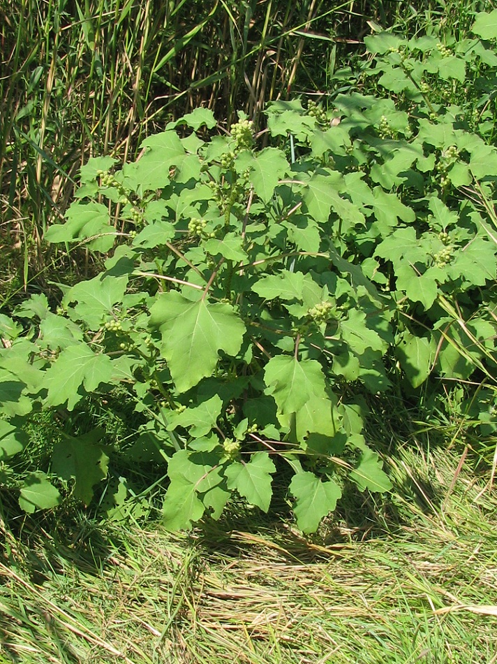 Image of Xanthium orientale specimen.