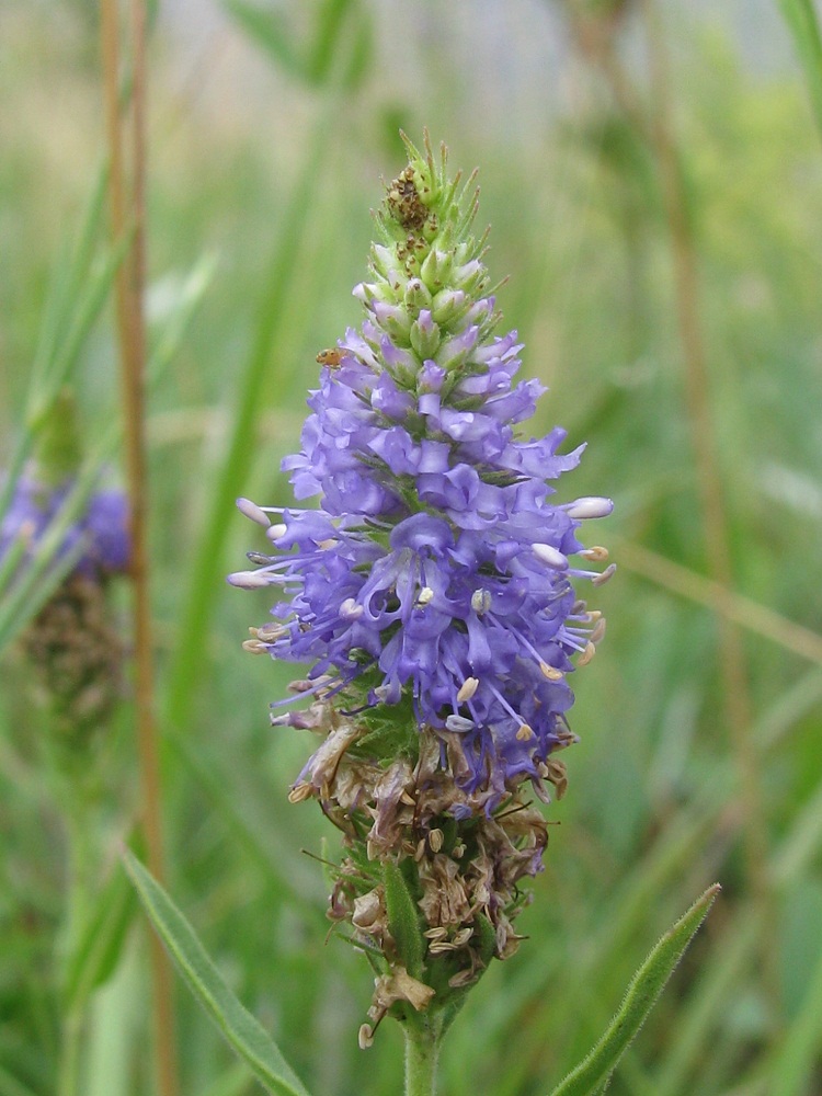 Image of Veronica barrelieri specimen.