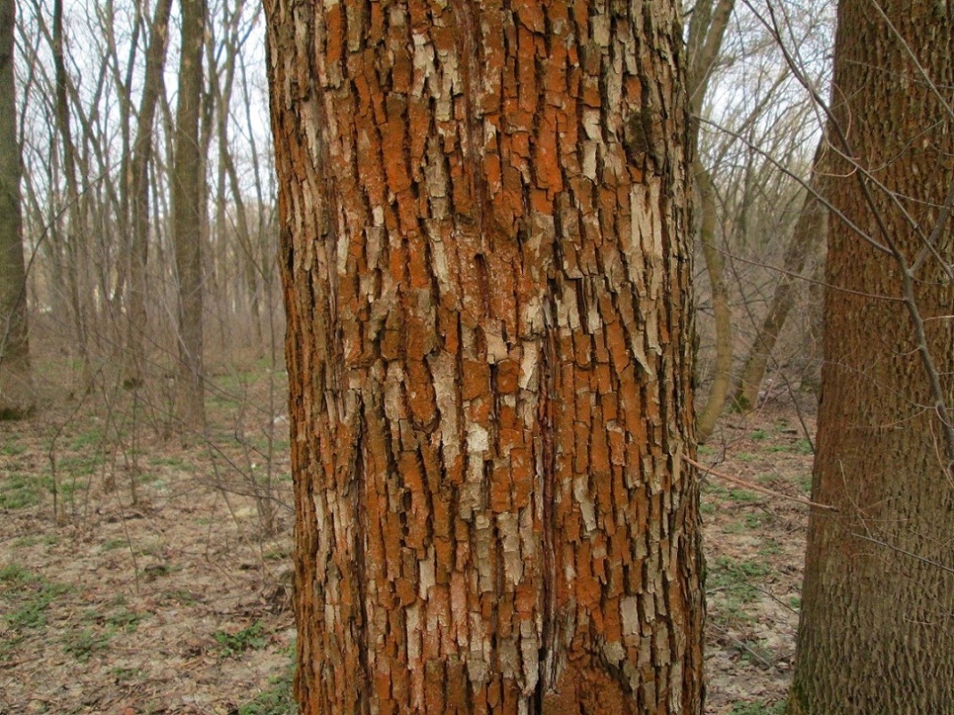 Изображение особи Fraxinus pennsylvanica.