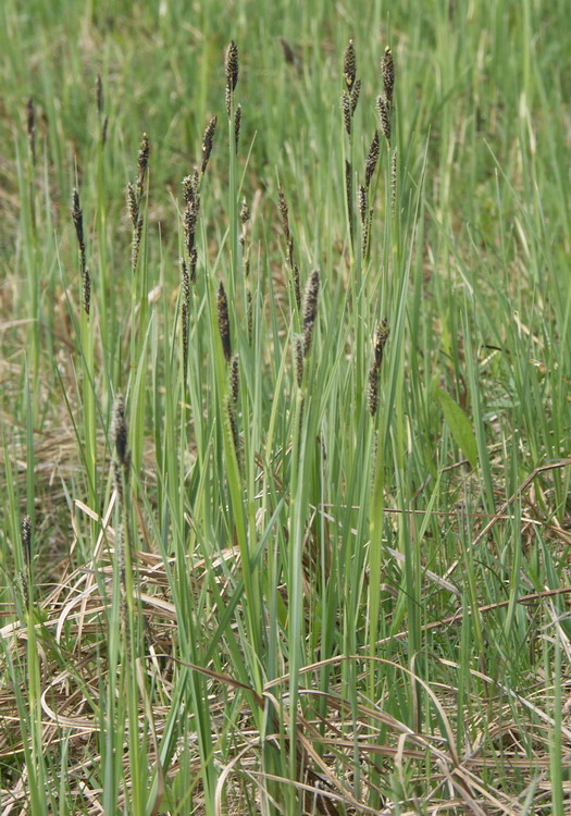 Image of Carex hartmaniorum specimen.