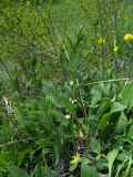 Polygonatum verticillatum