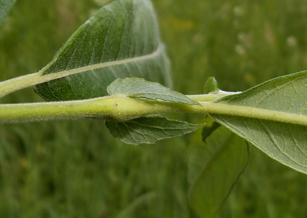 Image of Salix gmelinii specimen.