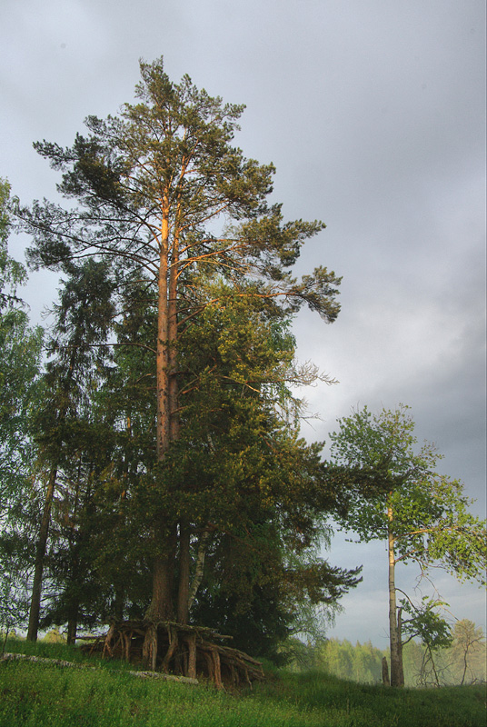 Image of Pinus sylvestris specimen.