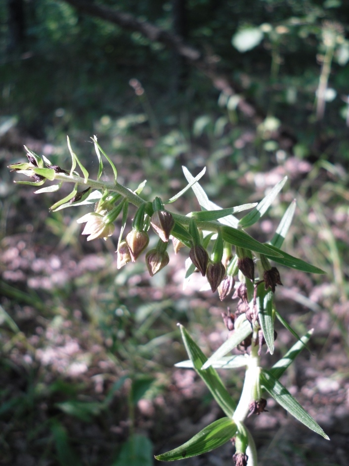 Изображение особи Epipactis helleborine.