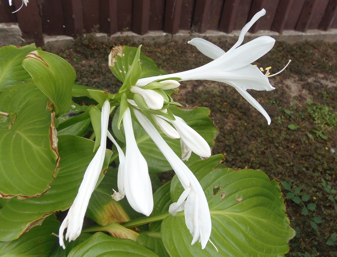 Image of Hosta plantaginea specimen.