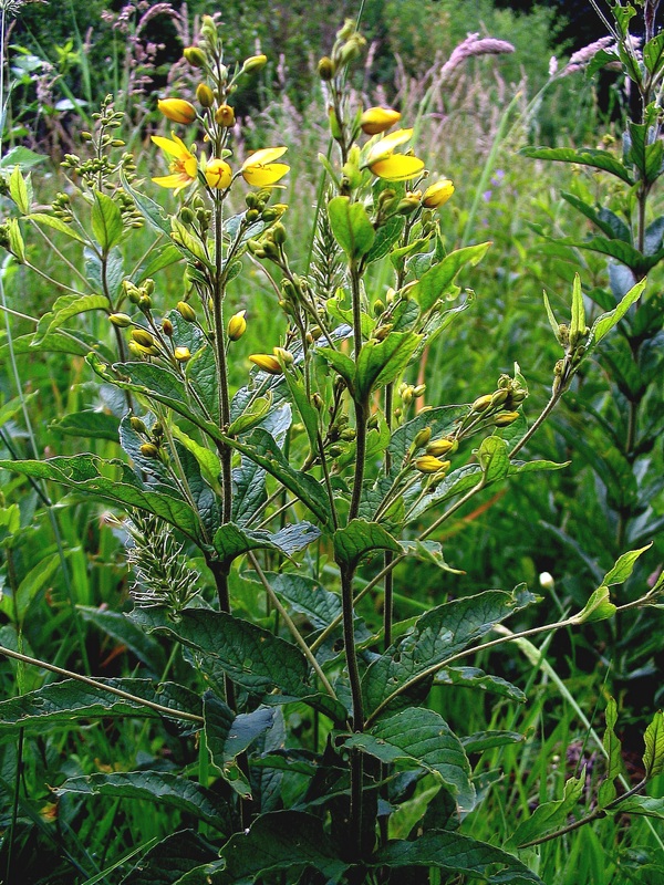 Image of Lysimachia vulgaris specimen.