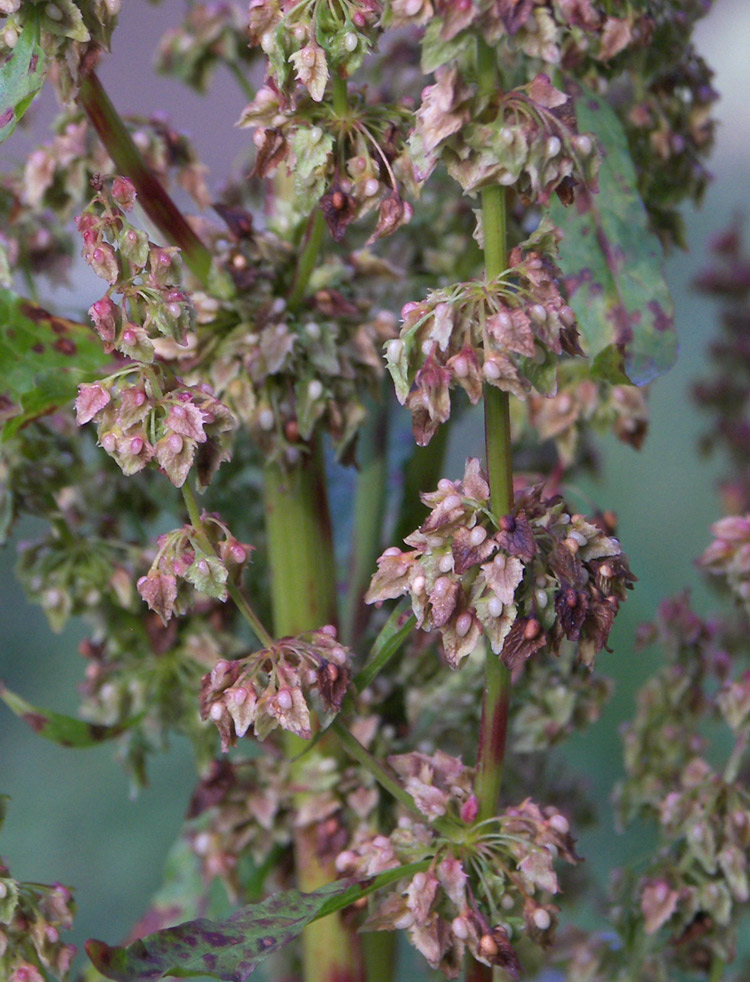 Image of Rumex obtusifolius specimen.