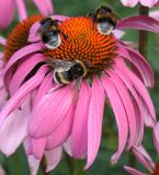 Echinacea purpurea. Увядающее соцветие с кормящимися шмелями. Германия, г. Krefeld, Ботанический сад. 06.08.2013.