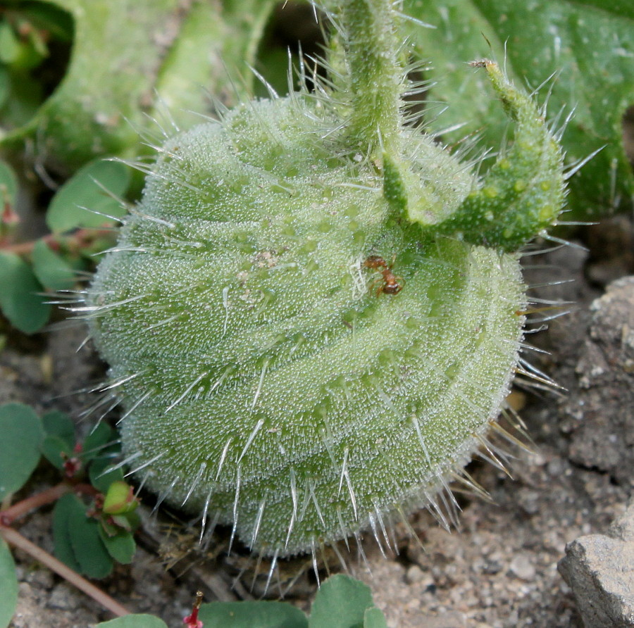 Image of Blumenbachia insignis specimen.