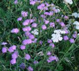 Dianthus versicolor. Цветущие растения. Иркутская обл., луг у р. Кая в окр. Иркутска. 03.08.2012.