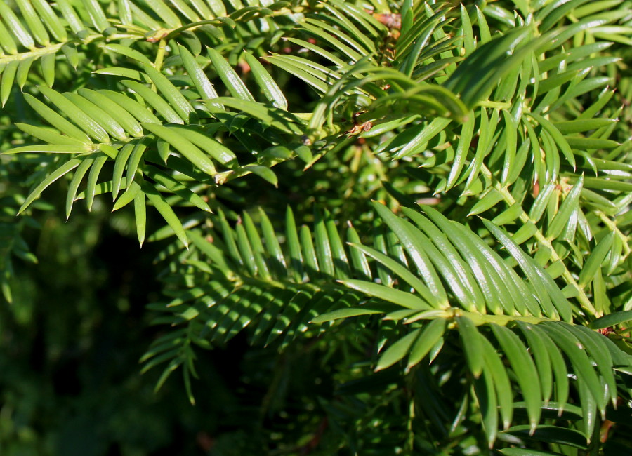 Изображение особи Torreya nucifera.