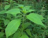 Helianthus tuberosus. Верхушка молодого растения. Курская обл., г. Железногорск, ур. Устье-Воронка, у дороги. 11 июля 2007 г.