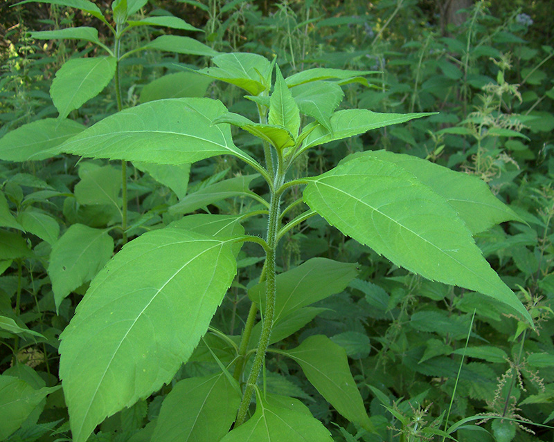 Изображение особи Helianthus tuberosus.