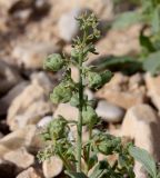 Reseda urnigera. Соплодие. Израиль, впадина Мёртвого моря, окр. Эйн-Геди, каменистая пустыня. 19.03.2014.