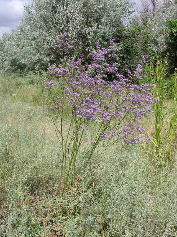 Image of Limonium gmelinii specimen.