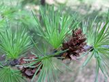 Смотреть изображение Larix sibirica