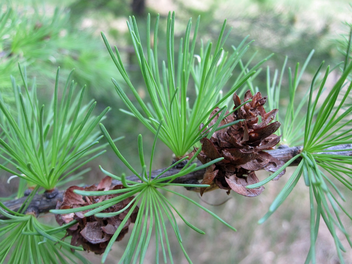 Изображение особи Larix sibirica.