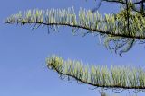 Taxodium distichum