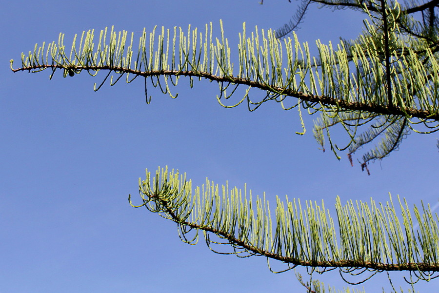 Image of Taxodium distichum specimen.