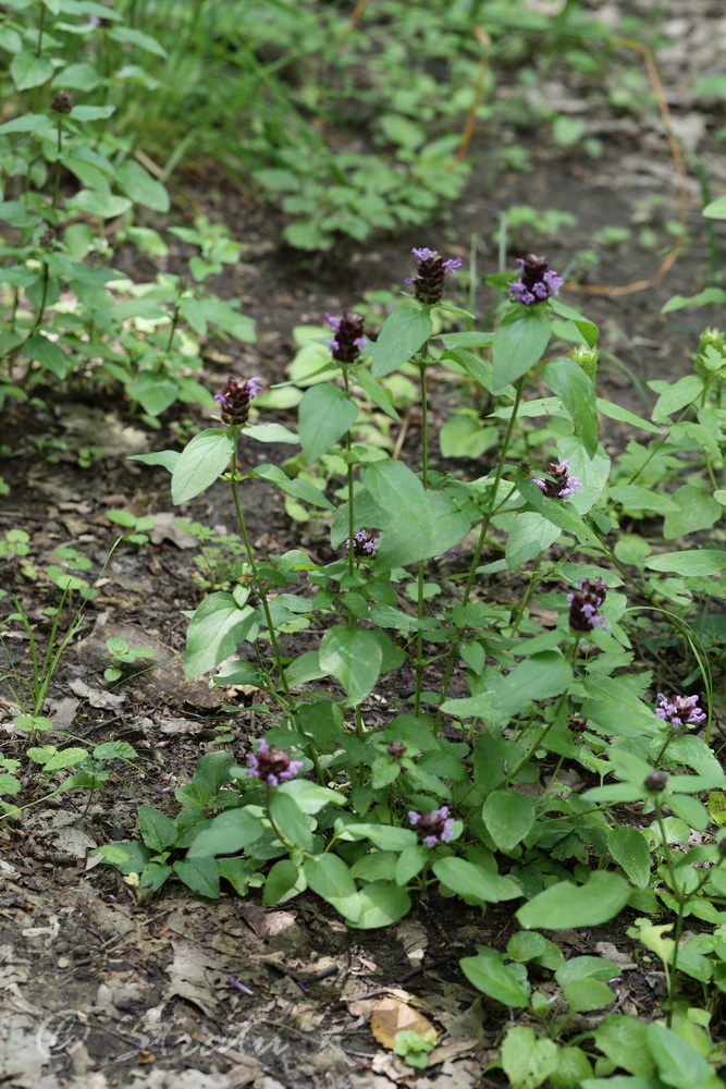 Image of Prunella vulgaris specimen.