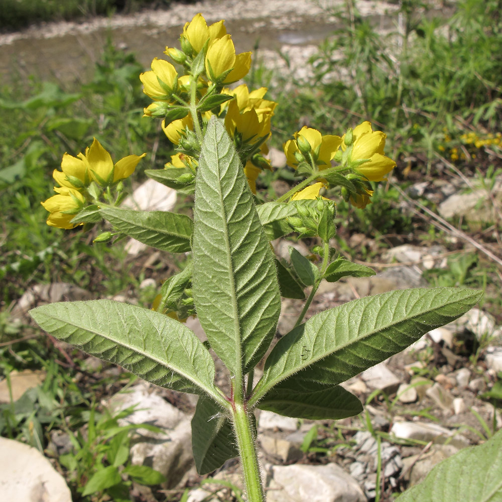 Image of Lysimachia verticillaris specimen.