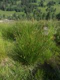 Juncus inflexus