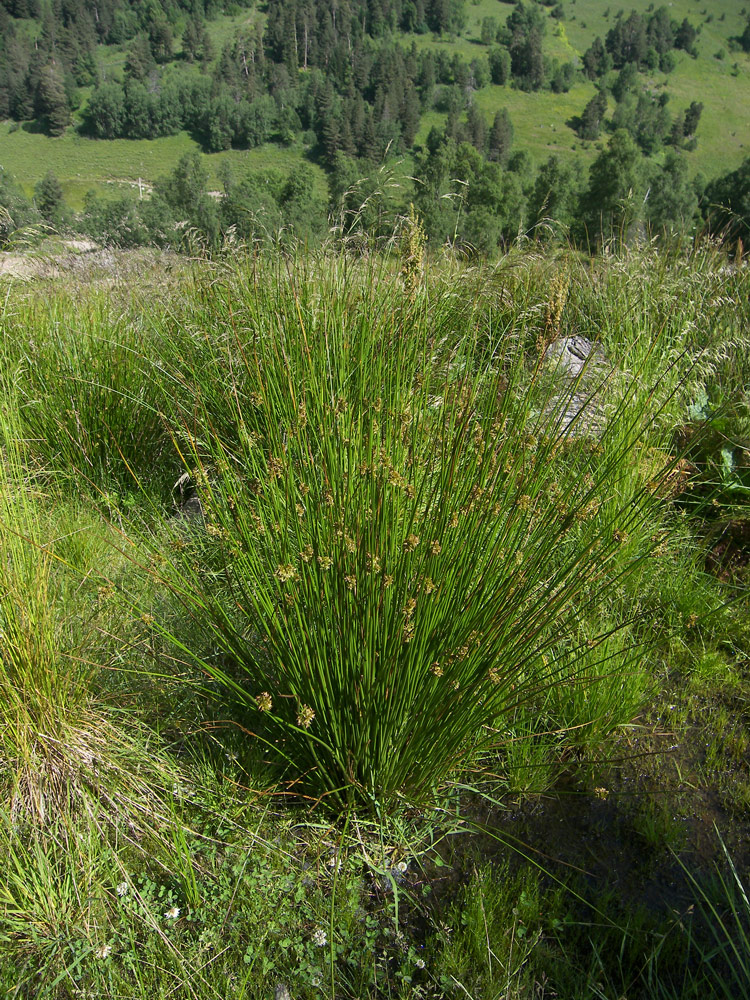 Image of Juncus inflexus specimen.