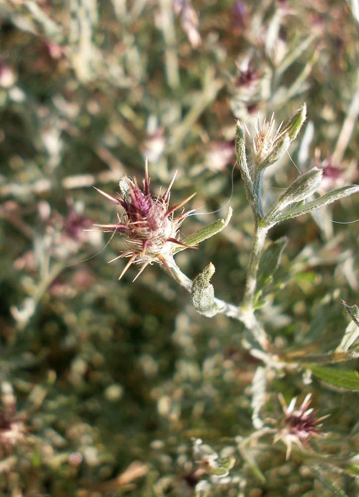 Image of Centaurea diffusa specimen.