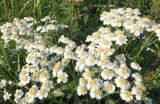 Achillea cartilaginea. Соцветия. Мурманская обл., Североморский р-н, пгт Росляково. 07.08.2014.