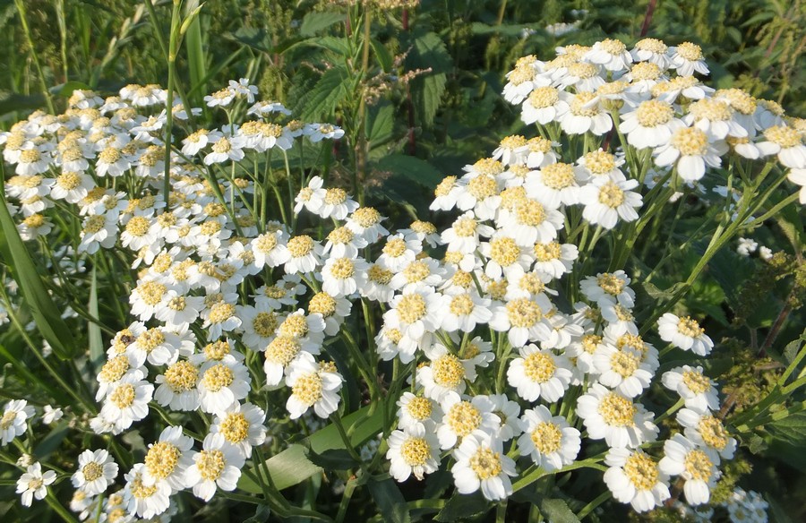 Image of Achillea cartilaginea specimen.