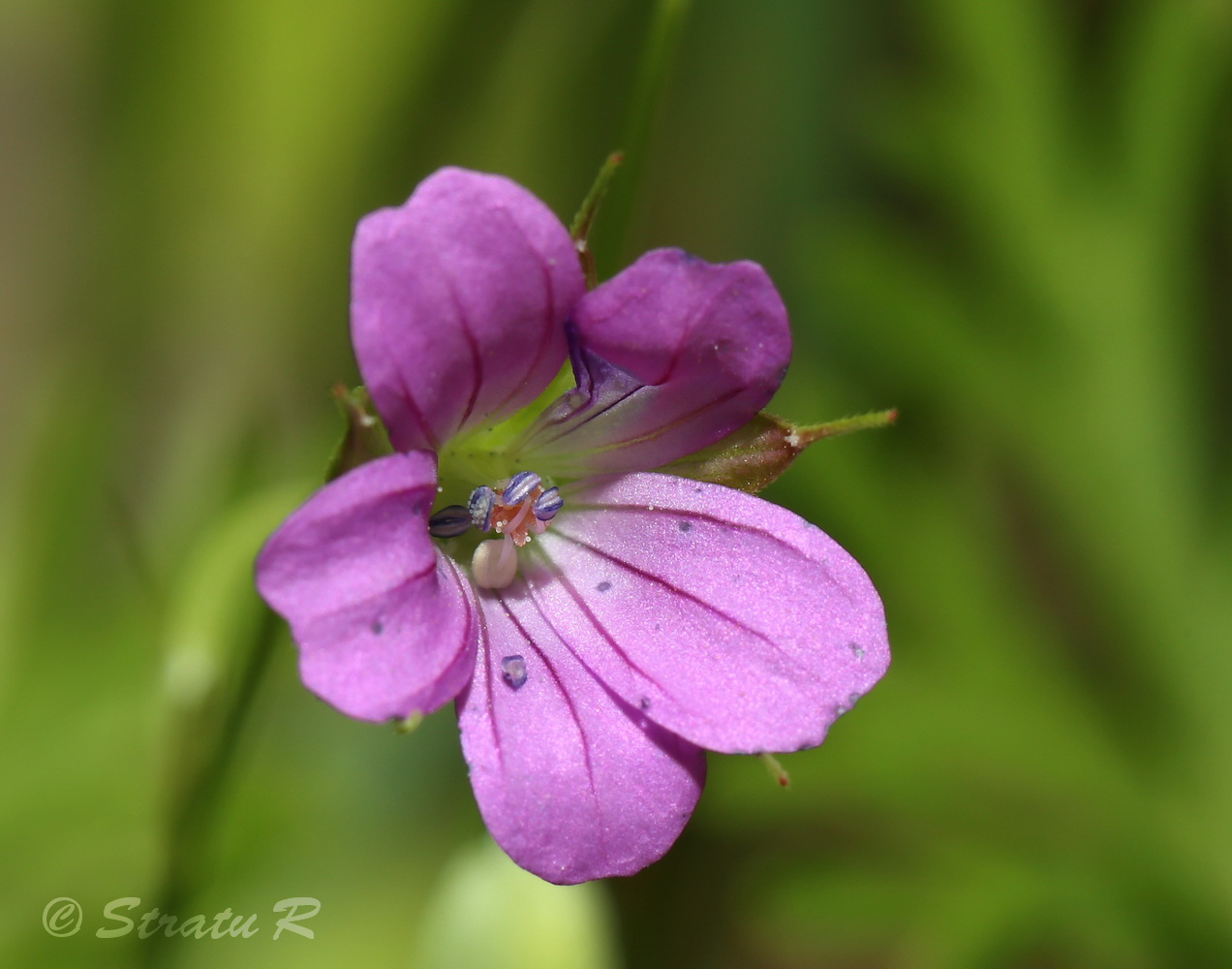 Image of Geranium columbinum specimen.