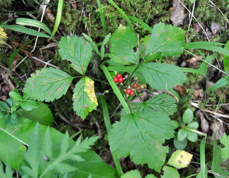 Изображение особи Rubus saxatilis.