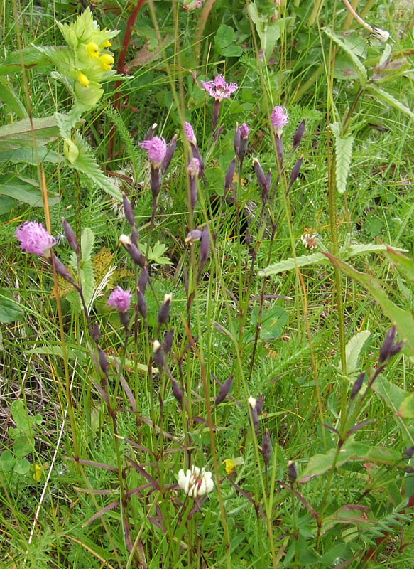 Image of Dianthus superbus specimen.