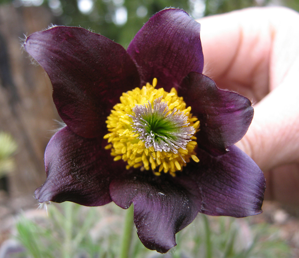 Image of Pulsatilla bohemica specimen.