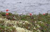 Rubus chamaemorus