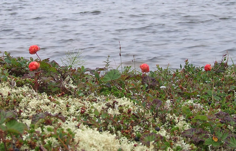 Image of Rubus chamaemorus specimen.