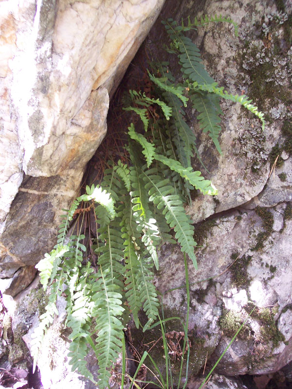 Image of Polypodium vulgare specimen.