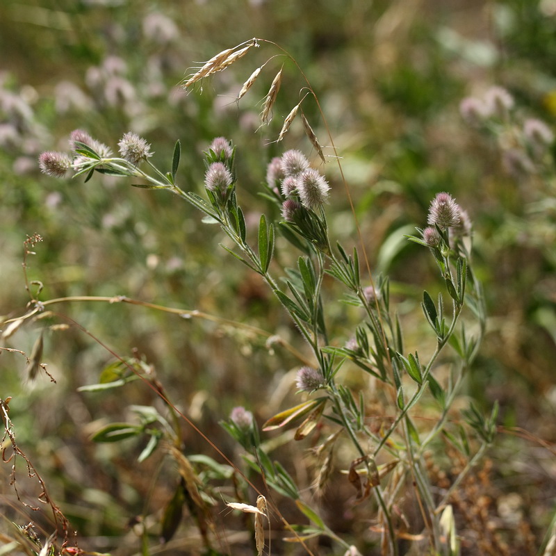 Image of Trifolium arvense specimen.