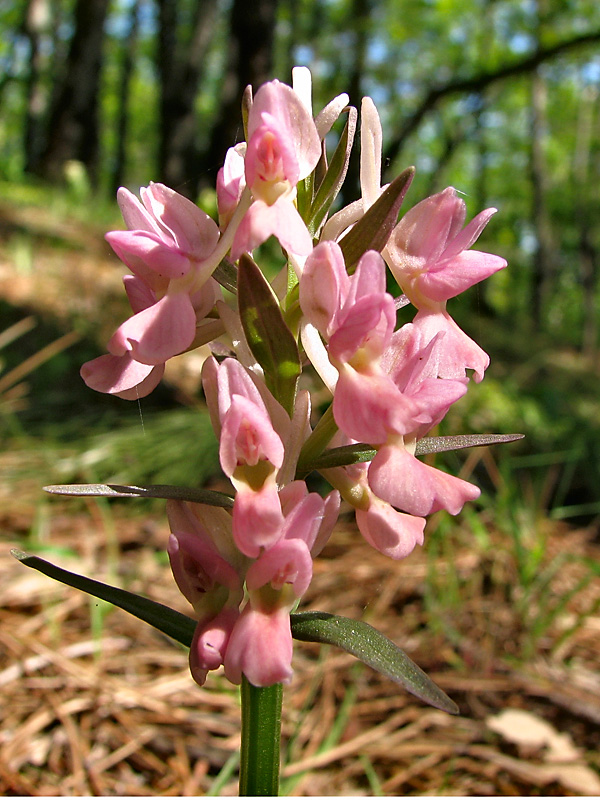 Изображение особи Dactylorhiza romana.