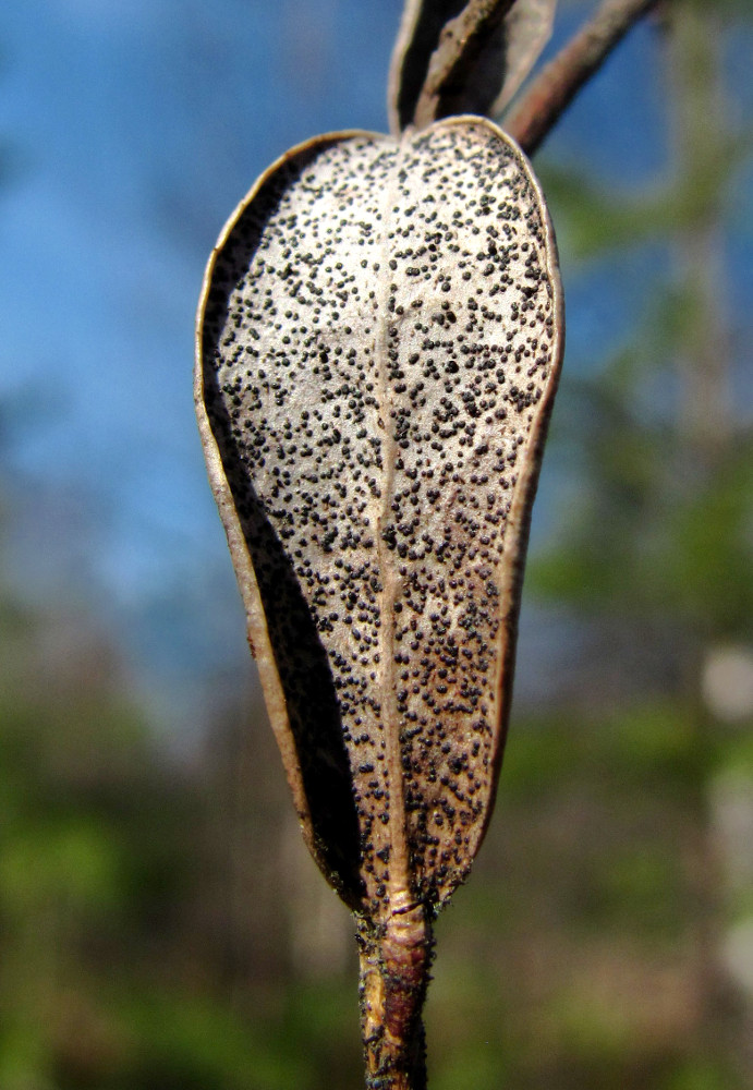 Image of Vaccinium vitis-idaea specimen.