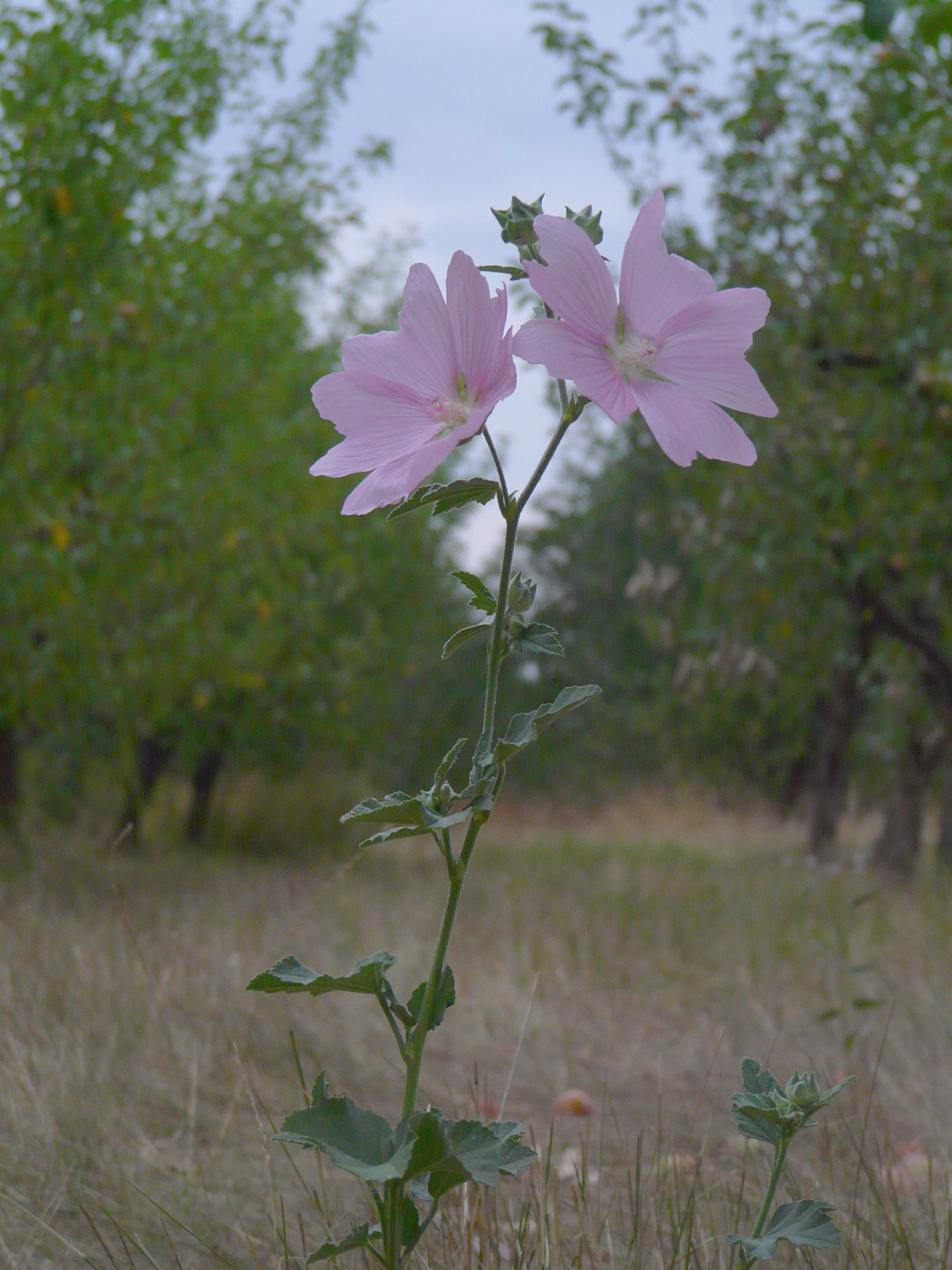 Image of Malva thuringiaca specimen.