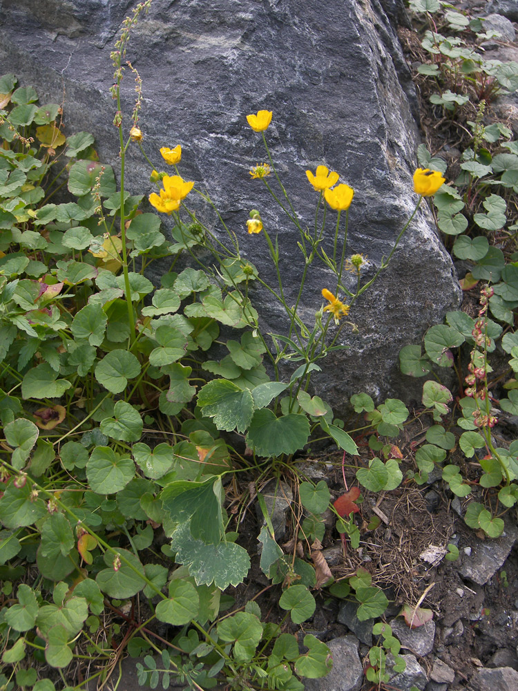 Image of Ranunculus subtilis specimen.