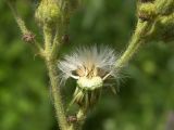 Sonchus palustris