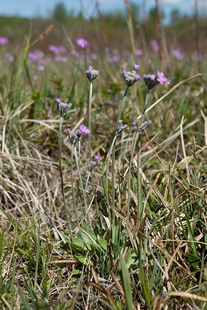 Изображение особи Primula farinosa.