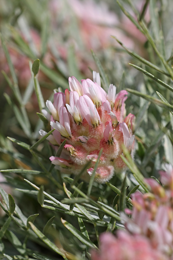 Image of Astragalus inaequalifolius specimen.