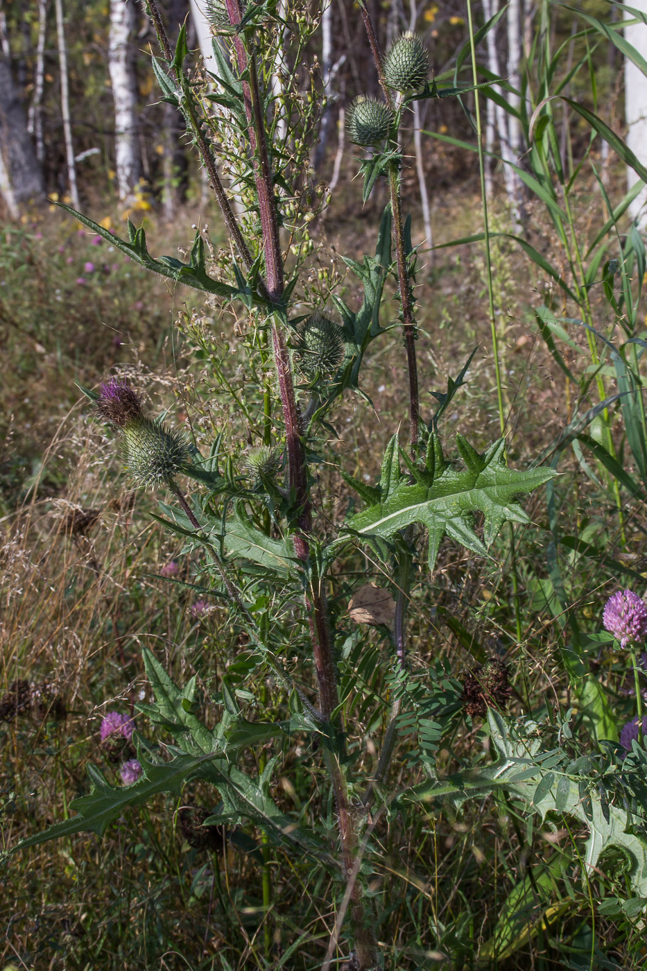 Изображение особи Cirsium vulgare.