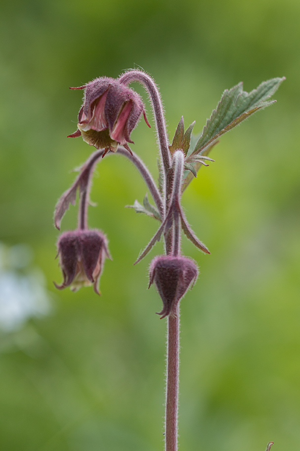 Изображение особи Geum rivale.